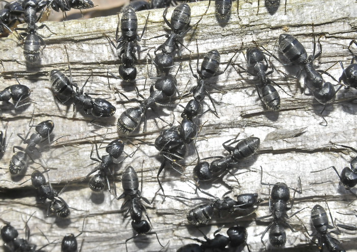 L''albero dei formicoloni (Camponotus vagus)